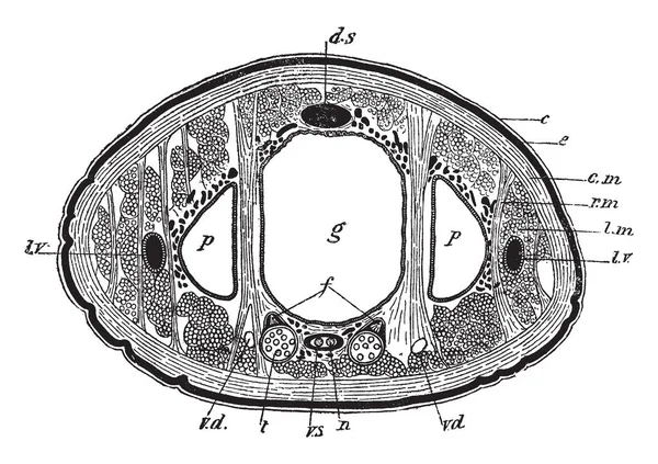 Leech Avsnitt Vilken Median Del Gröda Med Laterala Fickor Vintage — Stock vektor