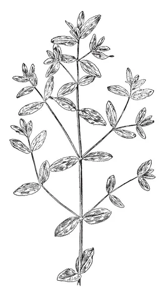 Marsh Violet Viola Palustris Многолетнее Растение Которое Встречается Северной Америке — стоковый вектор
