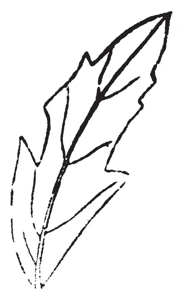 Una Imagen Que Muestra Ejemplo Las Flores Corymb Corymb Racimo — Vector de stock