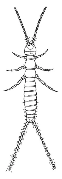 Campodea は小型 ビンテージ ライン図面やイラストを彫刻の属 — ストックベクタ