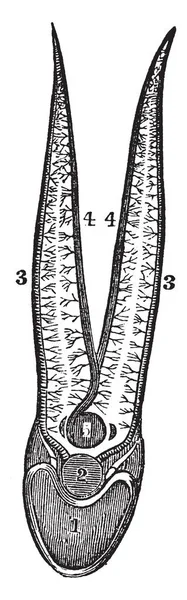 Een Diagram Van Circulatie Van Het Bloed Branchial Folders Een — Stockvector