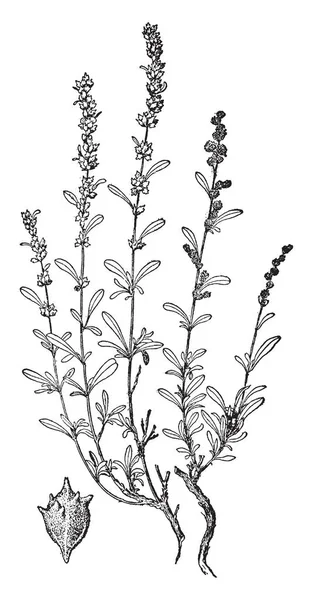 Απεικόνιση Διάνυσμα Του Φυτού Λουλούδια Vintage Γραμμή Σχέδιο — Διανυσματικό Αρχείο