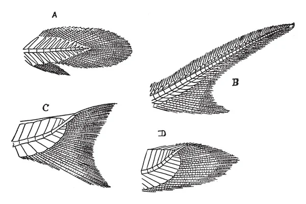 Protocercal 빈티지 드로잉 Fishtails — 스톡 벡터