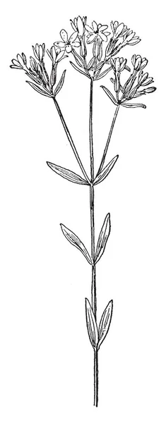 Centaurium Umbellatum Una Planta Anual Bienal Hierba Originaria Europa Dibujo — Vector de stock