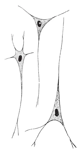 Нервные Клетки Известные Нервные Клетки Рисунок Винтажной Линии Гравировка Иллюстрации — стоковый вектор