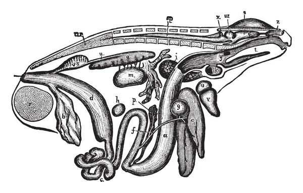 右側にある ビンテージの線描画や彫刻イラストから男性のカエルの内臓の一般的なビュー — ストックベクタ