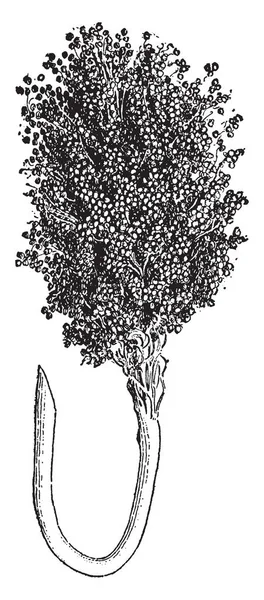 Dit Een Gewas Van Sorghum Die Deze Foto Een Korrel — Stockvector