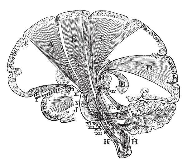 Schemat Włókien Projekcji Mózgu Vintage Rysowania Linii Lub Grawerowanie Ilustracja — Wektor stockowy