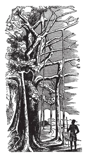 这棵树是印度土生土长的 它的广阔的树枝是显着的 它是一种无花果有卵形 约五或六英寸长 一棵巨大的树 给我们巨大的阴影 老式的线条画或雕刻插图 — 图库矢量图片