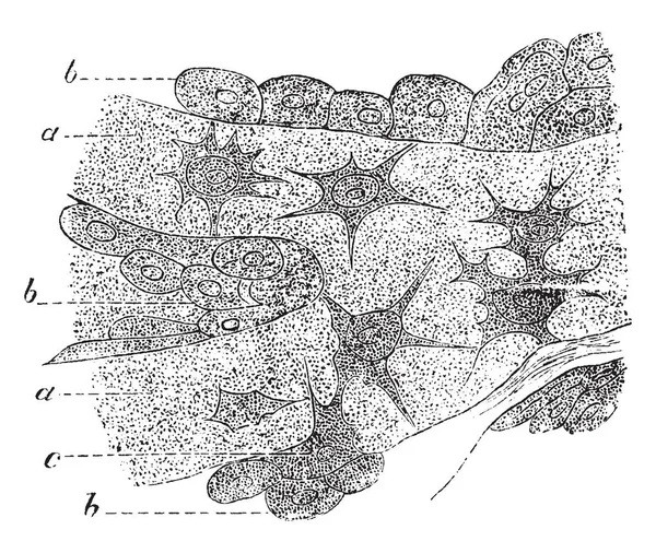 Deze Afbeelding Vertegenwoordigt Botcellen Vintage Lijntekening Gravure Illustratie — Stockvector