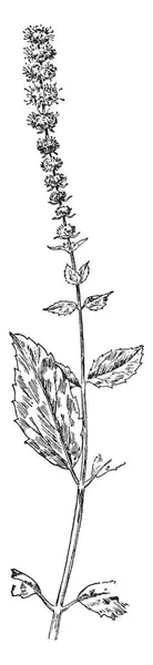 Leaf Mucronate Leaf Very Slit Leaf Arrangement Alternate Vintage Line — Stock Vector