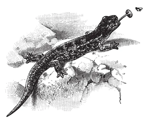 Salamandre Rouge Qui Mange Insecte Dessin Ligne Vintage Illustration Gravure — Image vectorielle
