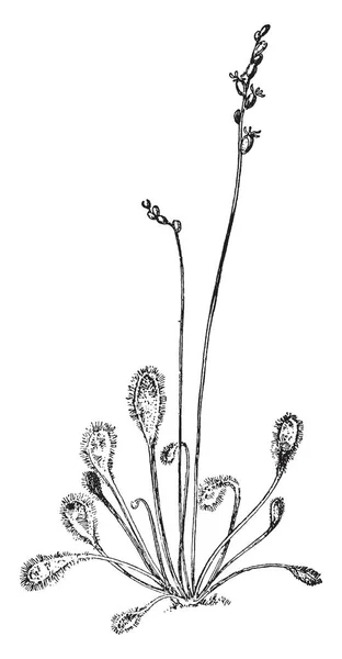 Una Foto Mostra Marsh John Wort Plant Anche Chiamato Hypericum — Vettoriale Stock