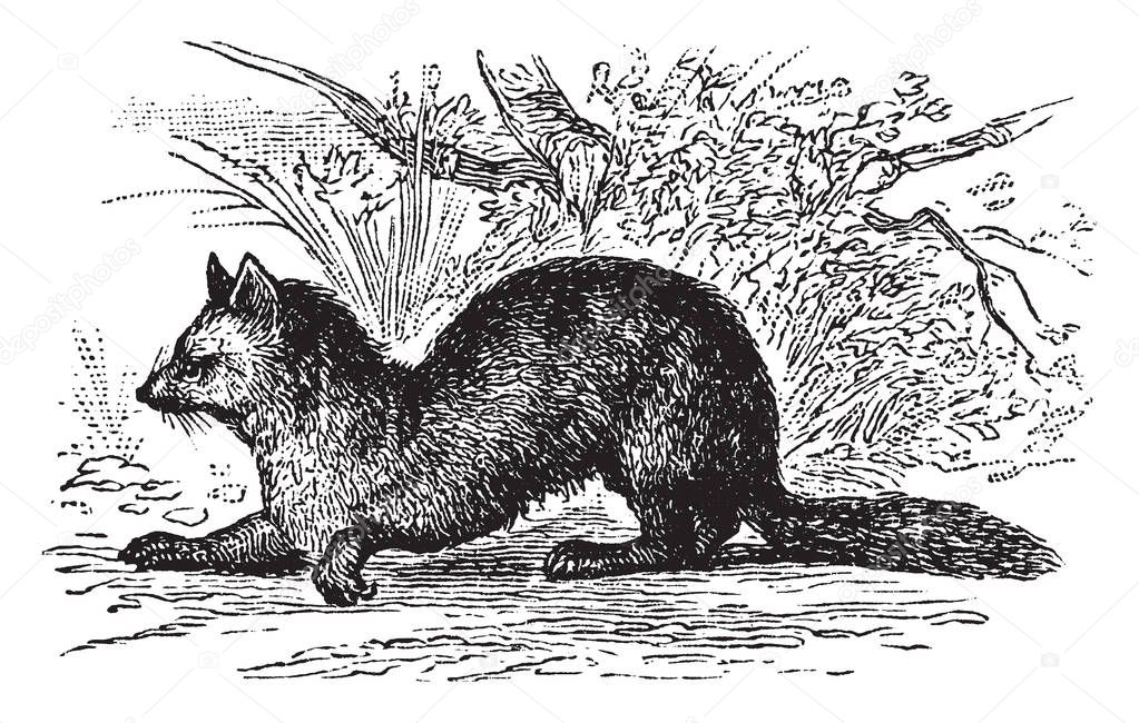 Sable Sneaking About nearly allied to the common marten, vintage line drawing or engraving illustration.