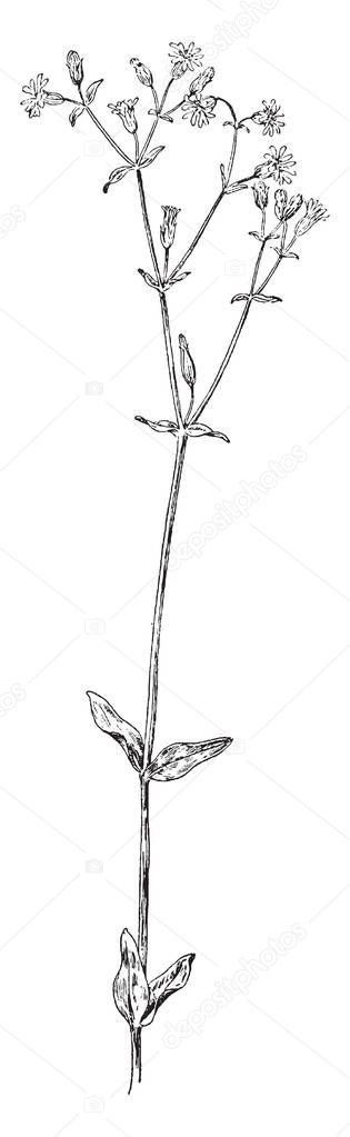 Picture Is Showing Left Chickweed Which Is Known As Stellaria Media Middle Mountain Sandwort Other Name Arenaria Groenlandiea And Right Side Long Leaved Stitchwort Other Name Stellaria Longifolia Vintage Line Drawing Or Picture Is Showing Left Chickweed Which Is Known As Stellaria Media Middle Mountain Sandwort Other Name Arenaria Groenlandiea And Right Side Long Leaved Stitchwort Other Name Stellaria Longifolia Vintage Line Drawing Or