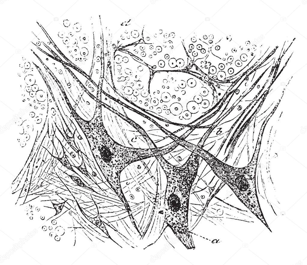 Gray Matter of Spinal Cord which is large stellate nerve cells with nuclei and three prolongations, vintage line drawing or engraving illustration.