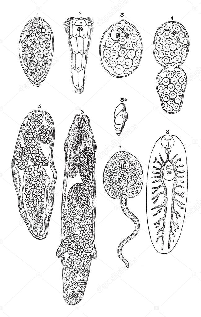 Liver Fluke Stages where adult fluke lay eggs that are passed out onto pasture in the faeces, vintage line drawing or engraving illustration.