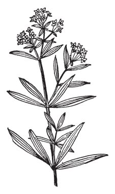 Edwin M. Stanton, o 1814-1869, oldu bir Amerikalı bir avukat, politikacı, çizim veya şekil oyma savaş ve ABD Adalet Bakanı, vintage çizgi Sekreteri