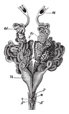 Kadın, Vintage Genetoüriner organları çizgi çizim veya illüstrasyon oyma.