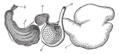 Mide koyun, vintage çizgi çizme veya oyma illüstrasyon.