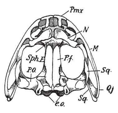 Çeşitli üst yüzey parçasıdır premaxilla burun ve üst çene kemiği, vintage çizgi çizme veya oyma illüstrasyon.