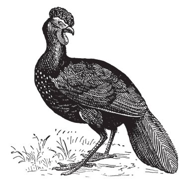 Güney Amerika kuş, vintage çizgi çizme veya oyma illüstrasyon Guan olduğunu.