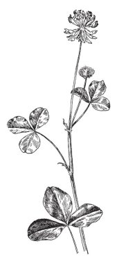 Hayvan alfabe P, Puma, Puma hayvan insan elbise ile gözlük, bu resmi gösterir şapka ve zemin, vintage çizgi çizme veya oyma illüstrasyon şemsiye tuttu