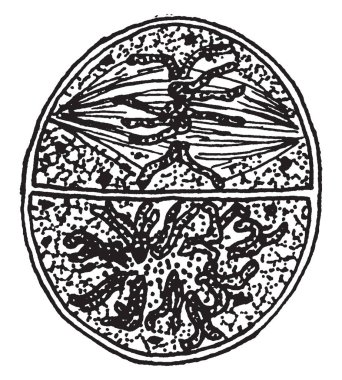 Tepsi yiyecek eller, vintage çizgi çizme veya oyma illüstrasyon kadın