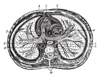Toraks, vintage çizgi çizme veya oyma illüstrasyon enine bölümünü.