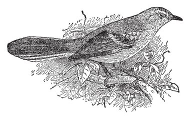 Northern Mockingbird is the only mockingbird commonly found in North America, vintage line drawing or engraving illustration. clipart