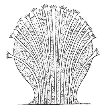 Bir porsiyon sesil sömürge cnidarians olan Alcyonacea Alcyonaria dünya, vintage çizgi çizme veya oyma illüstrasyon okyanuslar bulundu.