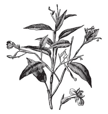 Bu bir görüntüdür hangi yemeklik ararot fabrikasıdır ve pişirme amaçlı, vintage çizgi çizme veya illüstrasyon oyma için kullanılan.