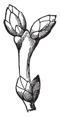 Tahıl ve meyve ölçme ya da dönüştürme Quart, ısırıkları, kile, vintage çizgi çizme veya illüstrasyon oyma.