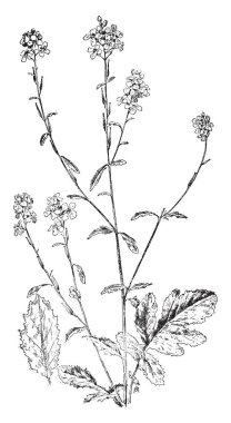 Bir resim beyaz Snakeroot'a ve Boneset bitki gösterir. Sapları hafif yeşil, bazen tan, yuvarlak, az veya hiç kıllar ile vardır. Oval, vintage çizgi çizme veya oyma illüstrasyon kalp şeklinde yaprakları bitki Bankası.