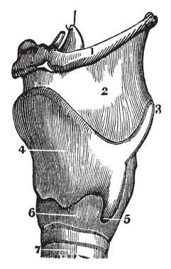 Gırtlak, vintage çizgi çizme veya oyma illüstrasyon kıkırdak bir yan görünüm.