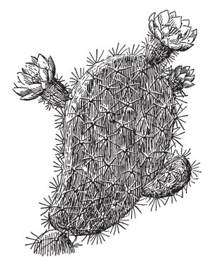 Bu resmi mesane Campion ve yıldızlı Campion pembe aile Avrupa ve Asya, vintage çizgi çizme ve gravür illüstrasyon bulundu'e olan gösterilen.