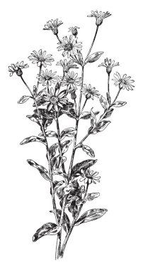 Blue - eyed çim ve onun mor-mavi çiçeklere dikkat çiçekli kaynaklanıyor dallı. Onun yeşillik ot gibi olsa da, blue - eyed otlar Iris aile çim Aile, vintage çizgi çizme veya oyma illüstrasyon ait.