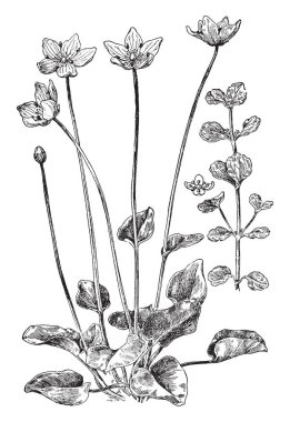 Bu resmi çiçek alışılmadık ile 3-5 asimetrik yaprakları şeklinde yelpaze şeklinde bulunmaktadır. Onlar dört taraflı saplı sivri büyümek ve bir tüp benzeri var mı? inç SAP, vintage çizgi çizme veya oyma illüstrasyon.