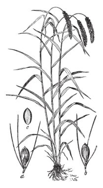 Beach bezelye bitki yaprakları gösteren bir resim. Balmumu kutup yeşil, pinnate, broşürler, vintage çizgi çizme veya oyma Şekil 2-5 çiftiyle yapraklar.