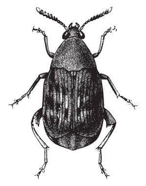 Virginia zemin-kiraz yaygın bir yerel bitkidir. Lehçe yeşil ve mızrak şeklinde yaprakları vardır. Her kaynaklanıyor, vintage çizgi çizme veya oyma illüstrasyon üzerinde küçük çiçeklerin yeşilimsi.