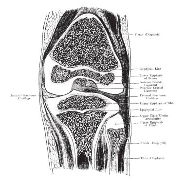 Bu resimde ön bölümü aracılığıyla diz eklem, vintage çizgi çizme veya oyma illüstrasyon temsil eder.