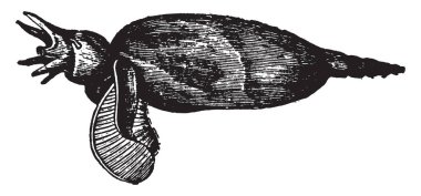 Pteropoda özel ücretsiz yüzme pelajik deniz salyangozları ve deniz salyangozları ve deniz opisthobranch gastropodlar, vintage çizgi çizme veya oyma illüstrasyon vardır.