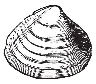 Boulder kili, vintage çizgi çizme veya oyma illüstrasyon ortak bir deniz kabuğu Tellina Balthica olduğunu.