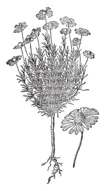 Sarı ayı aşamaları bir Arctiinae Alt familya, vintage çizgi çizme veya oyma illüstrasyon güve türüdür.