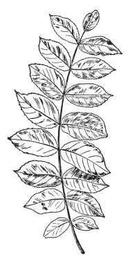 Bu resimde fasulye yaprak böceği larvası, vintage çizgi çizme veya oyma illüstrasyon temsil eder..