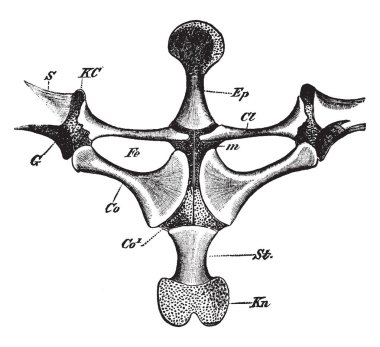 Omuz kuşak ventral boy, vintage çizgi çizme veya oyma illüstrasyon.