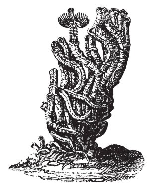 Kalkerli Tubeworm parçalı deniz deniz halkalı solucanları solucan Serpulidae, vintage çizgi çizme veya oyma illüstrasyon ailesindeki familyasından bir.