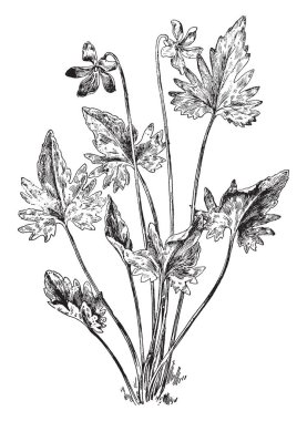 Bu resimde sebze Fildişi ağacı olduğunu. Sebze Fildişi yoğun zar, bıçak kolları ve satranç taşları, vintage çizgi çizme veya oyma illüstrasyon yapmak için kullanılan.