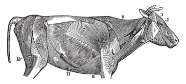Memelilerde genel onların düz kaslarda bu insanlar, vintage çizgi çizme veya oyma resimde benzer.