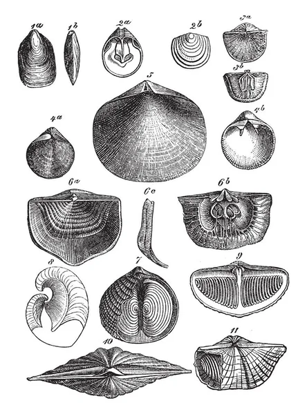 Verschillende Labels Paleozoïcum Brachiopoden Vintage Lijntekening Gravure Illustratie — Stockvector